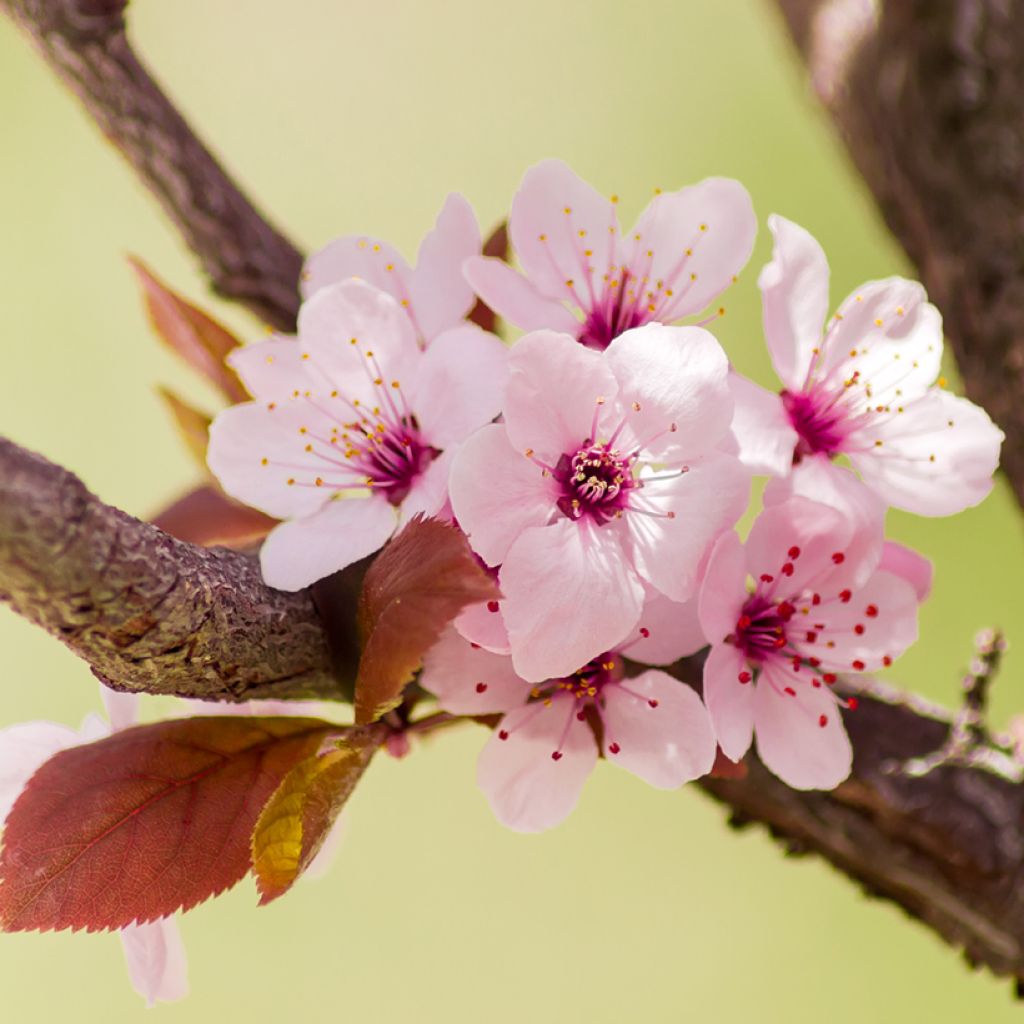 Prunus cerasifera Nigra - Ciruelo de jardín