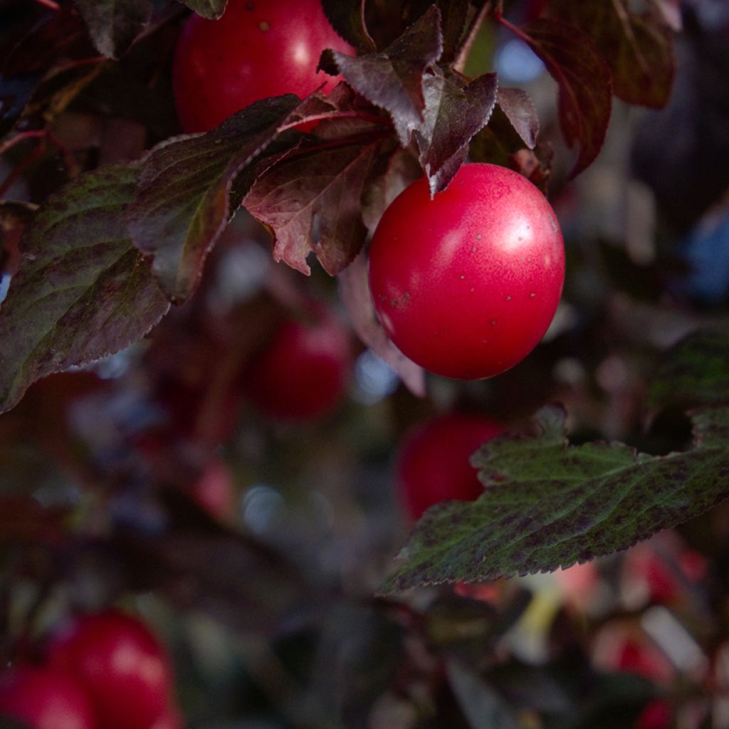 Prunus cerasifera Nigra - Ciruelo de jardín