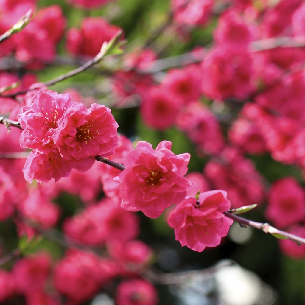 Prunus persica Taoflora Red