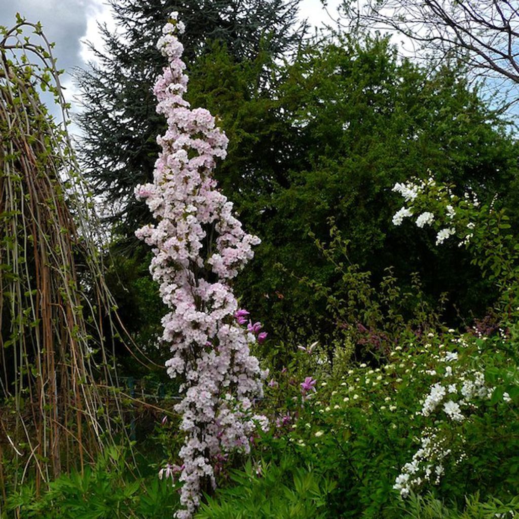 Cerezo japonés Amanogawa - Prunus serrulata