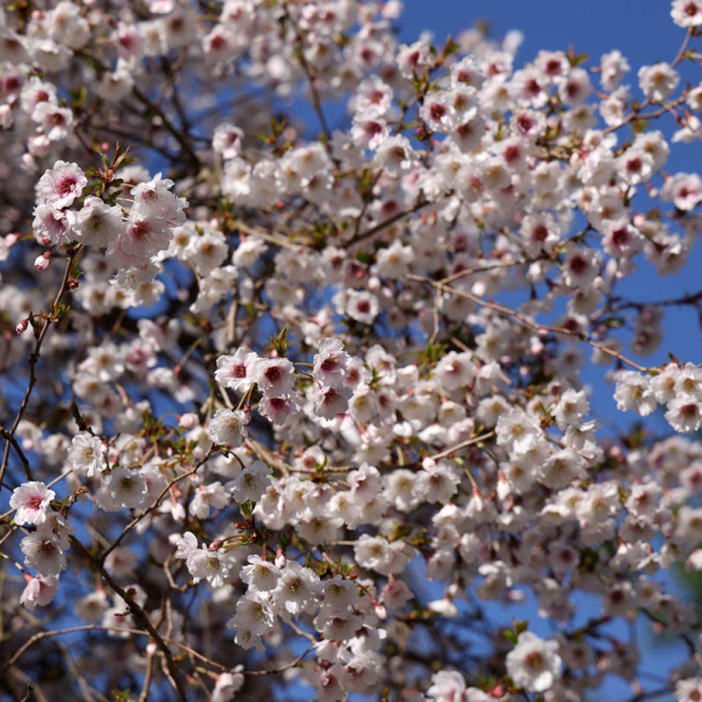 Cerezo de flor Hally Jolivette