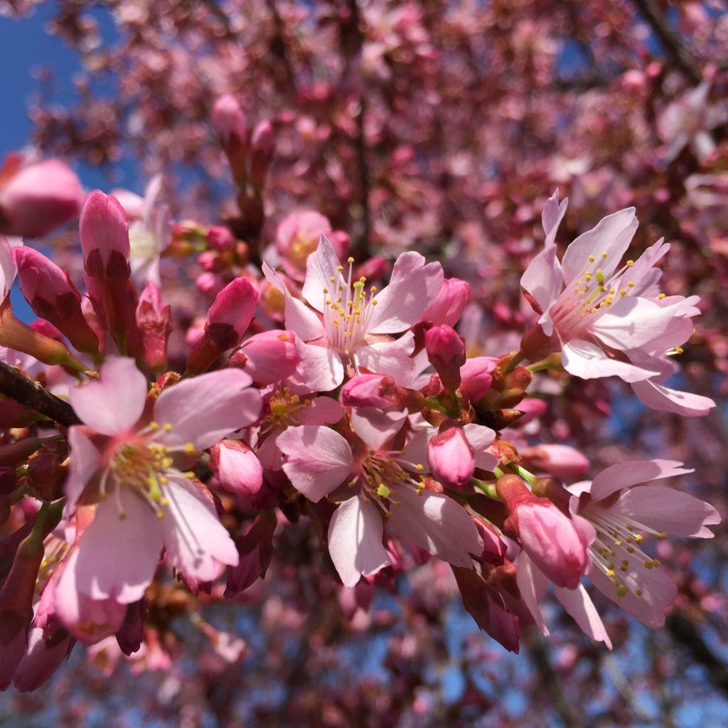 Cerezo de flor Okame