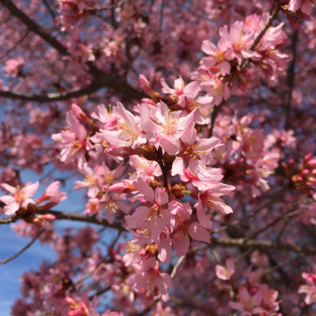 Prunus Okame - Cerisier à fleurs du Japon