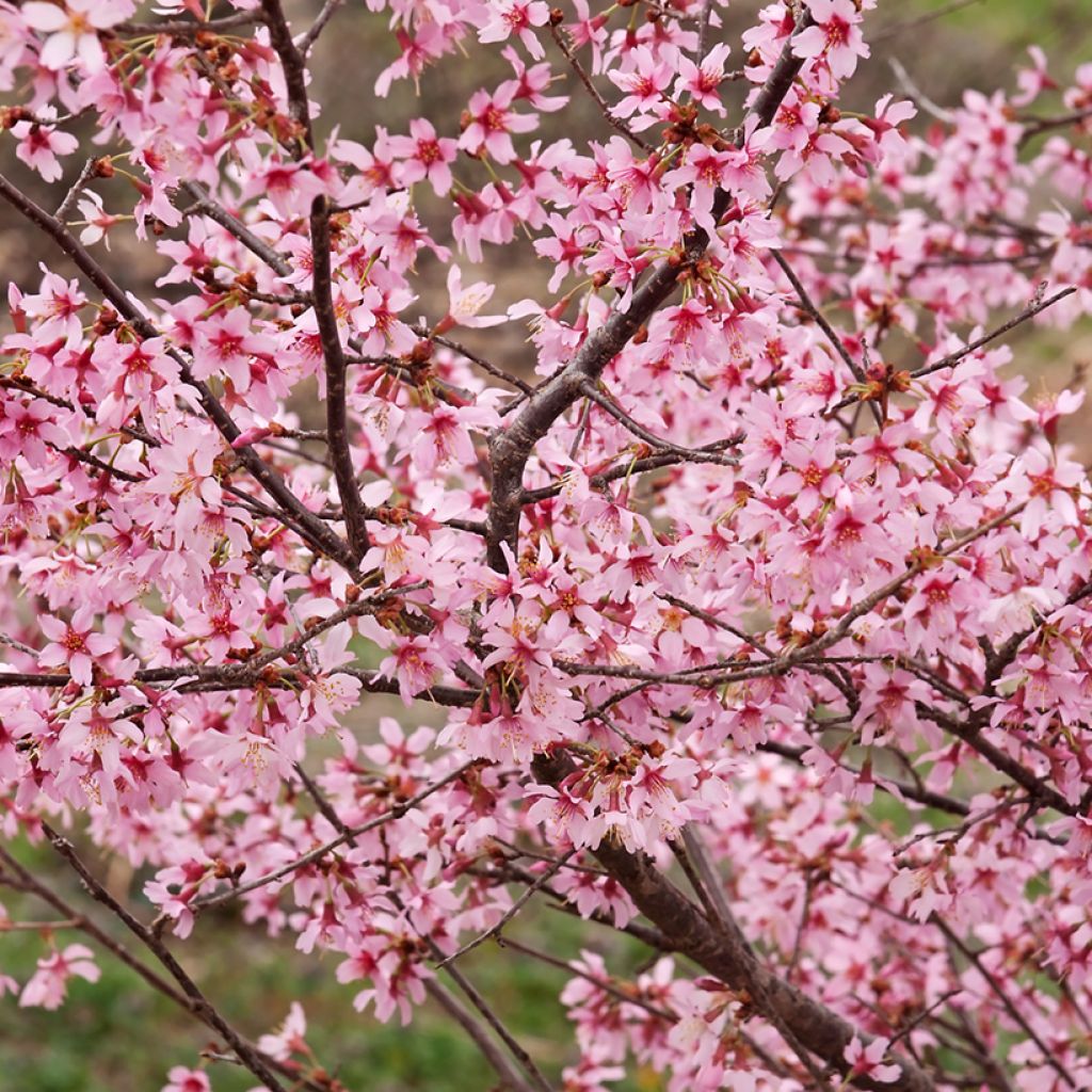 Cerezo de flor Okame