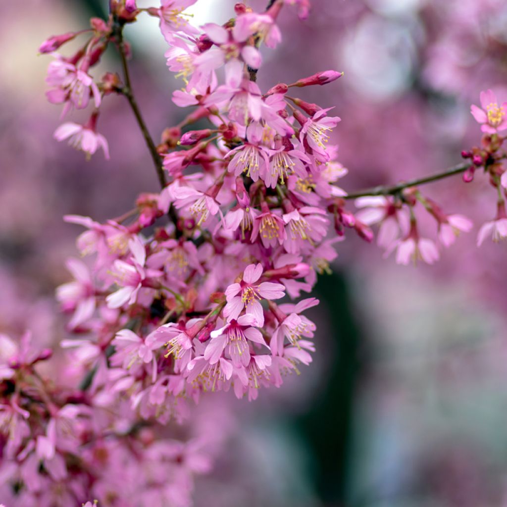 Cerezo de flor Okame