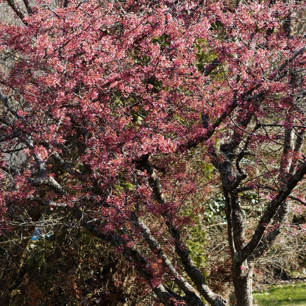 Cerezo de flor Okame