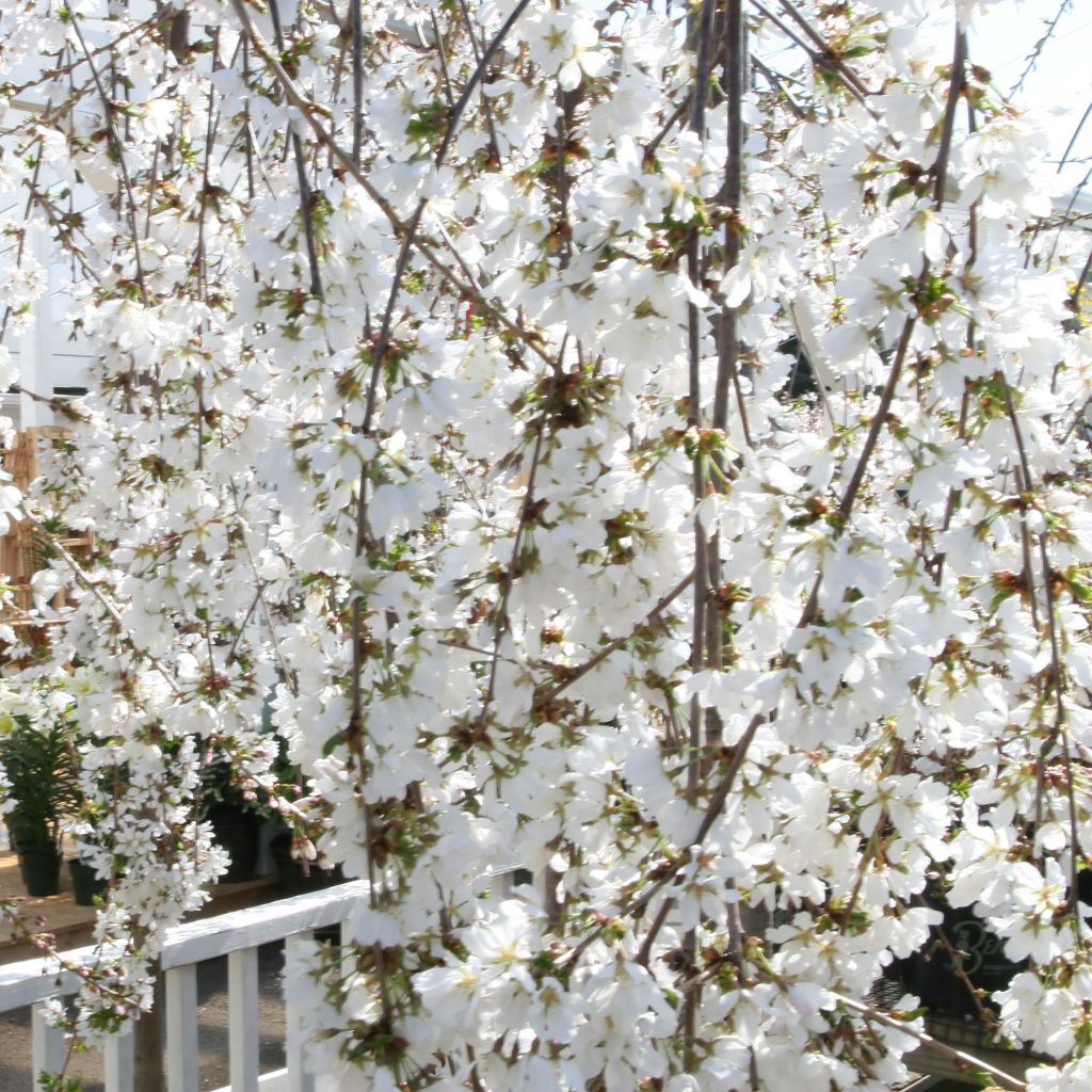 Cerezo de flor Snow Fountains