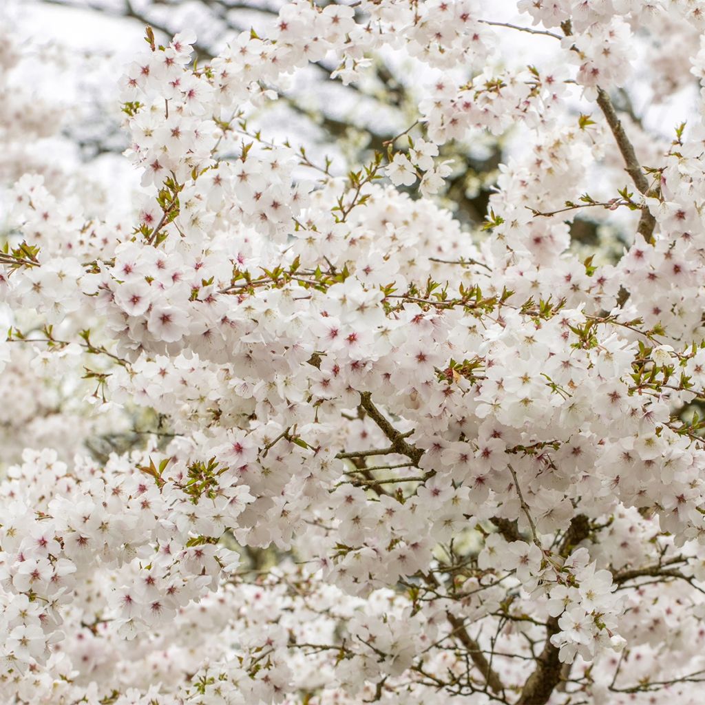 Prunus The Bride