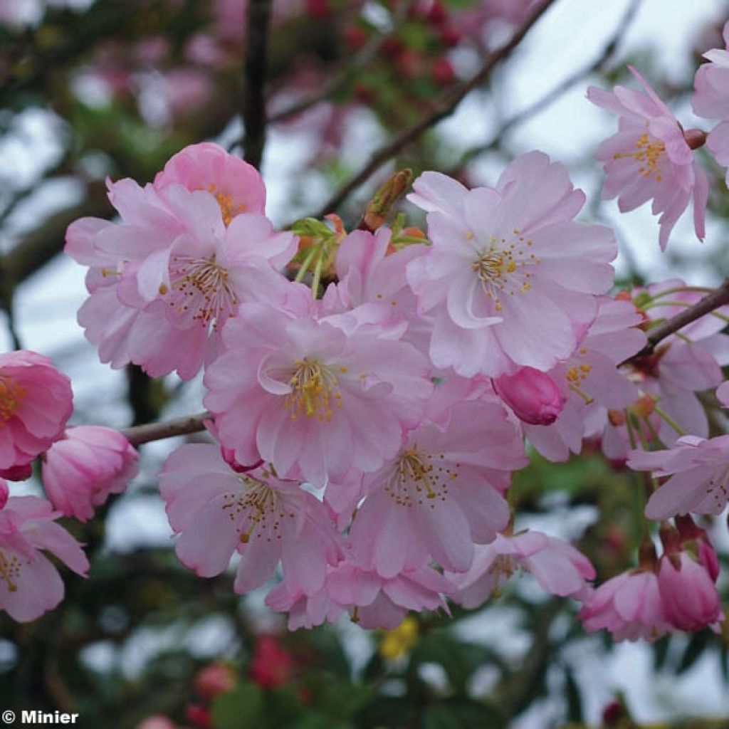 Cerezo de flor Accolade