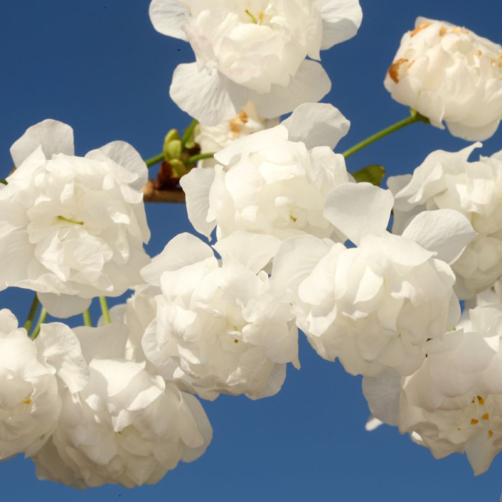 Merisier à fleurs doubles - Prunus avium Plena