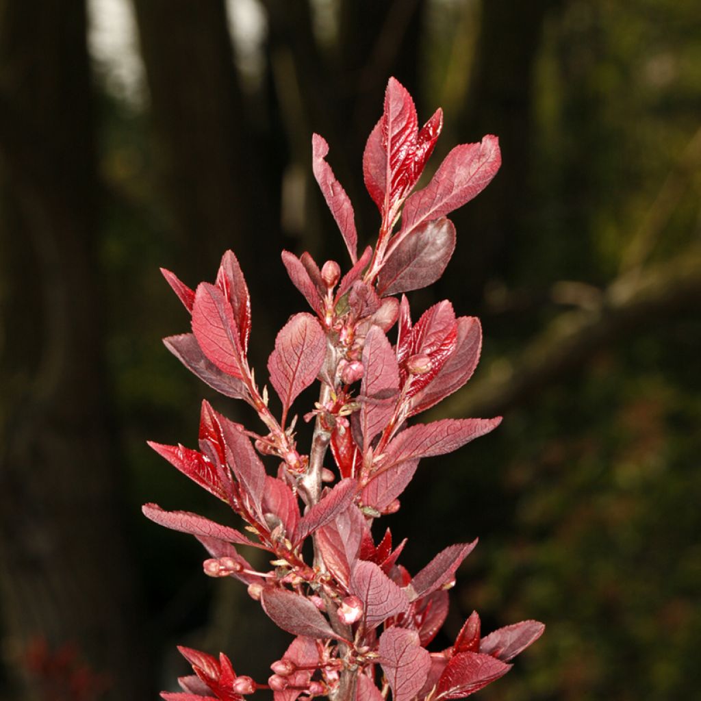 Prunier cerise - Prunus cerasifera Hollywood