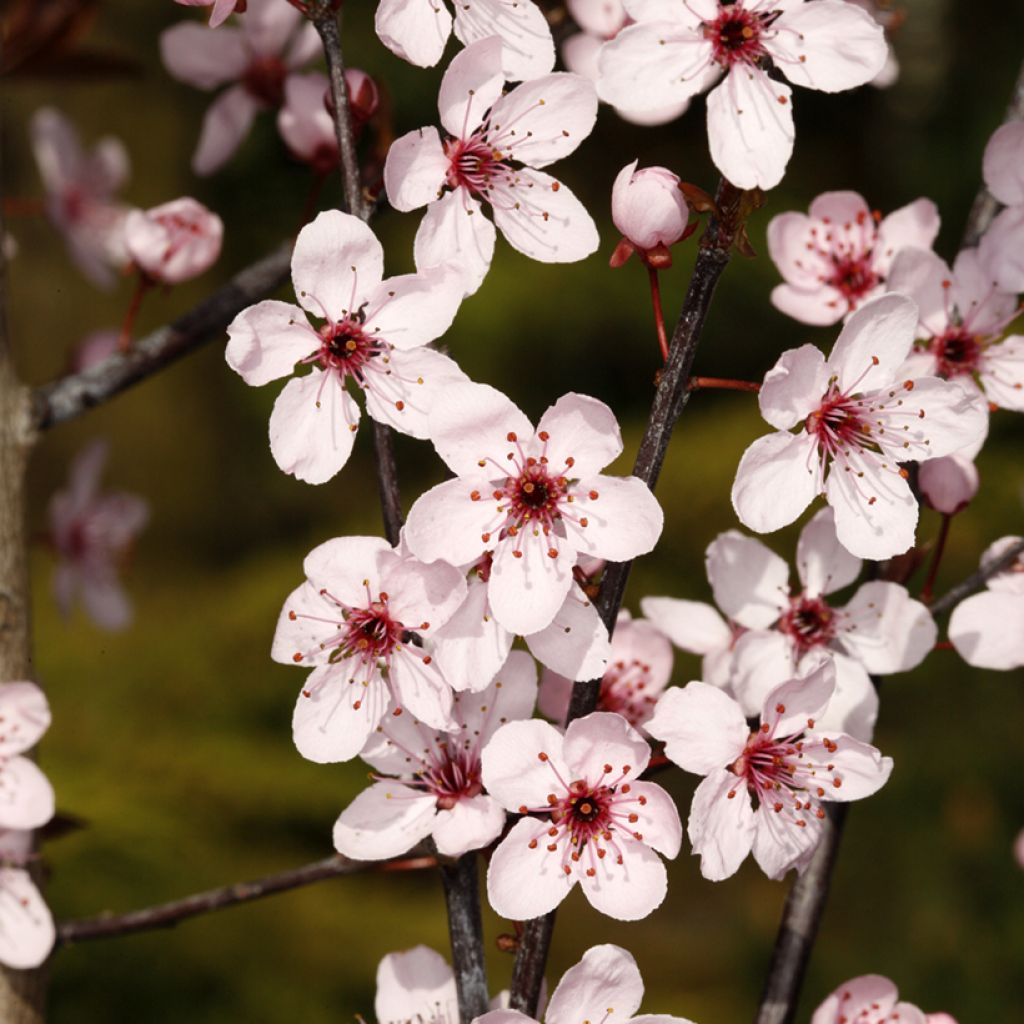 Prunus cerasifera Hollywood - Ciruelo de jardín