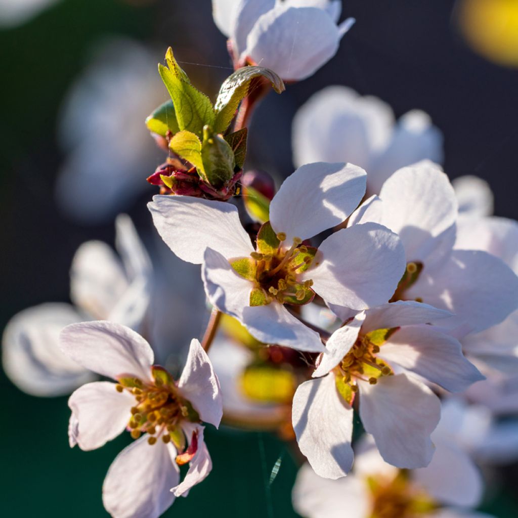 Prunus cerasifera Hollywood - Ciruelo de jardín