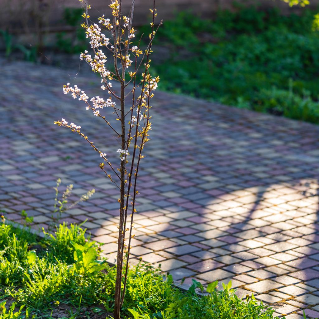 Prunus cerasifera Hollywood - Ciruelo de jardín