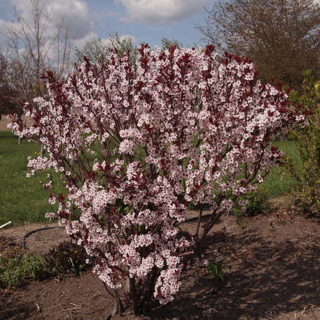 Prunus cistena - Cerezo de arena hoja púrpura