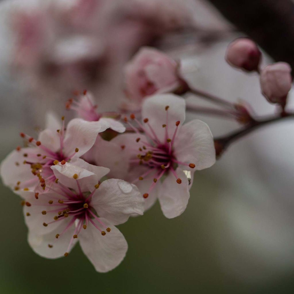 Prunus cistena - Cerezo de arena hoja púrpura