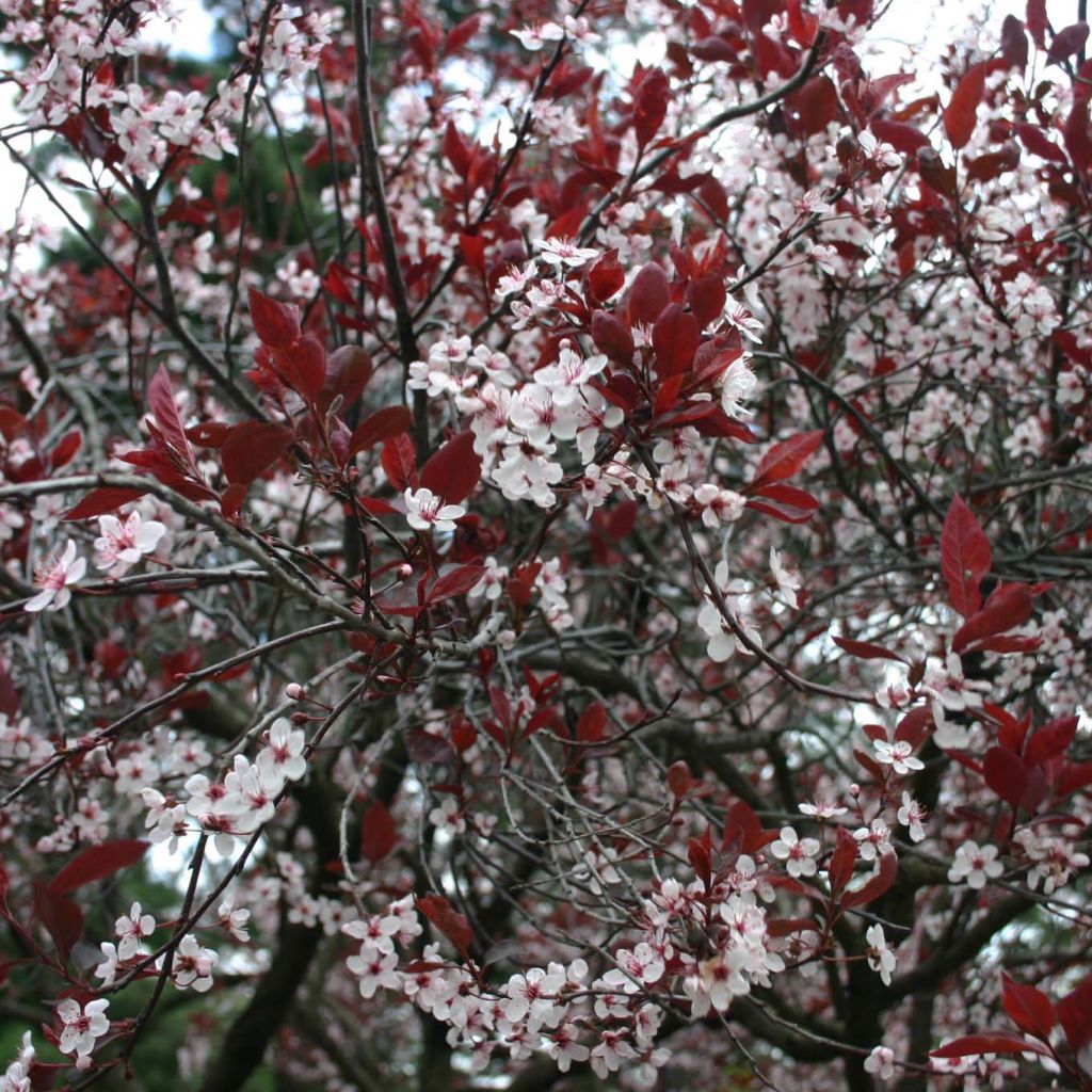 Prunus cistena - Cerezo de arena hoja púrpura