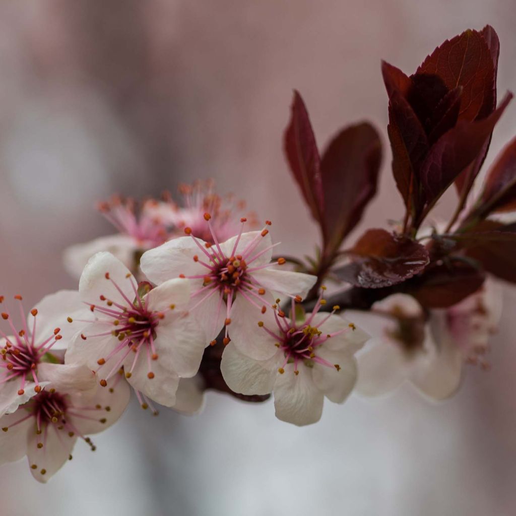 Prunus cistena - Prunier des sables