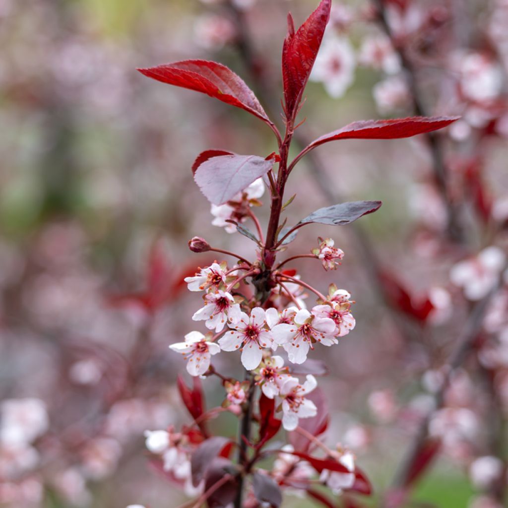 Prunus cistena - Cerezo de arena hoja púrpura