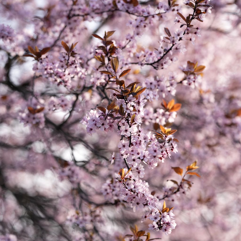 Prunus cistena - Cerezo de arena hoja púrpura