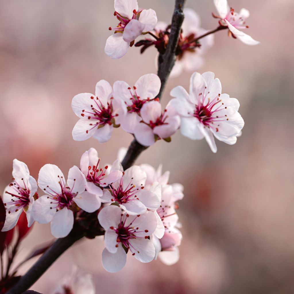 Prunus cistena - Cerezo de arena hoja púrpura