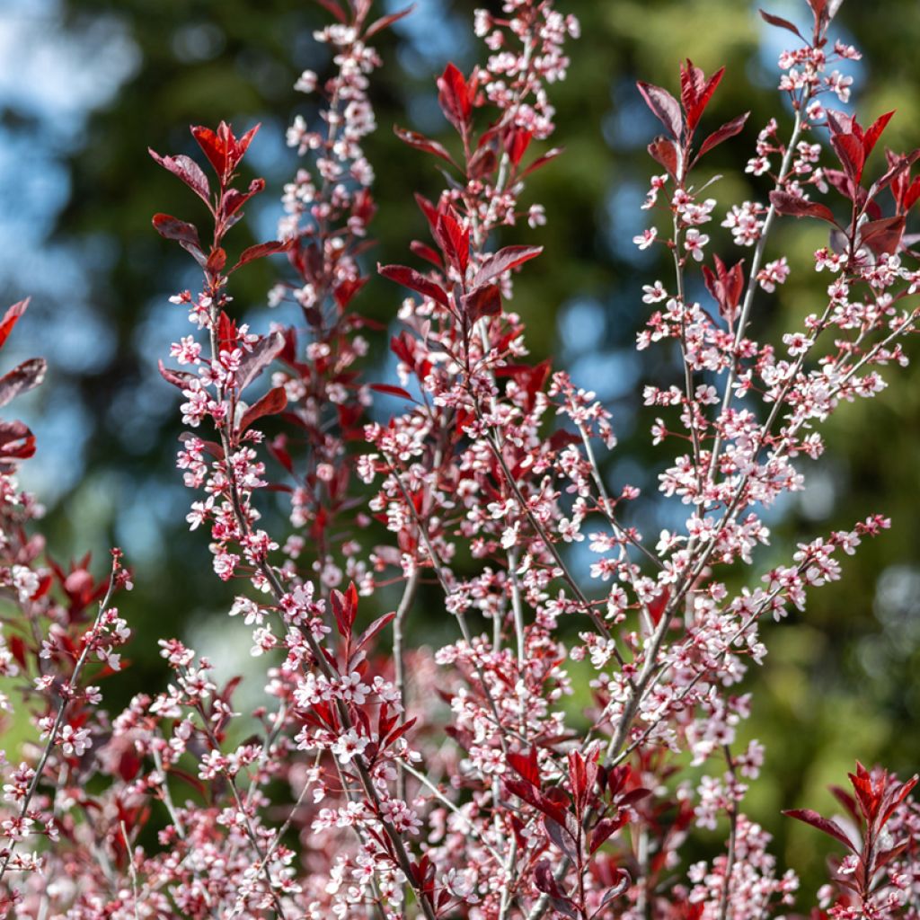 Prunus cistena - Cerezo de arena hoja púrpura