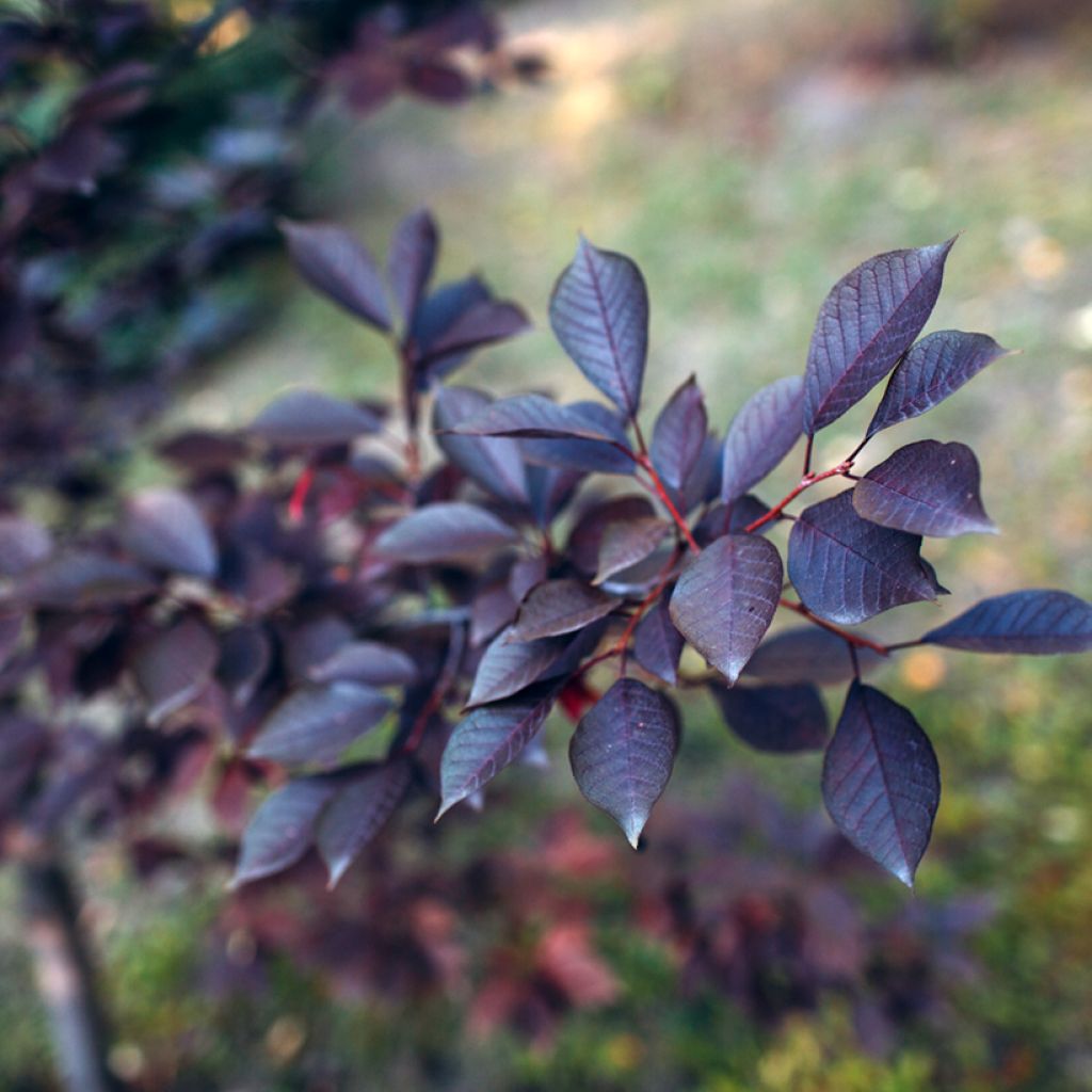 Prunus cistena - Cerezo de arena hoja púrpura