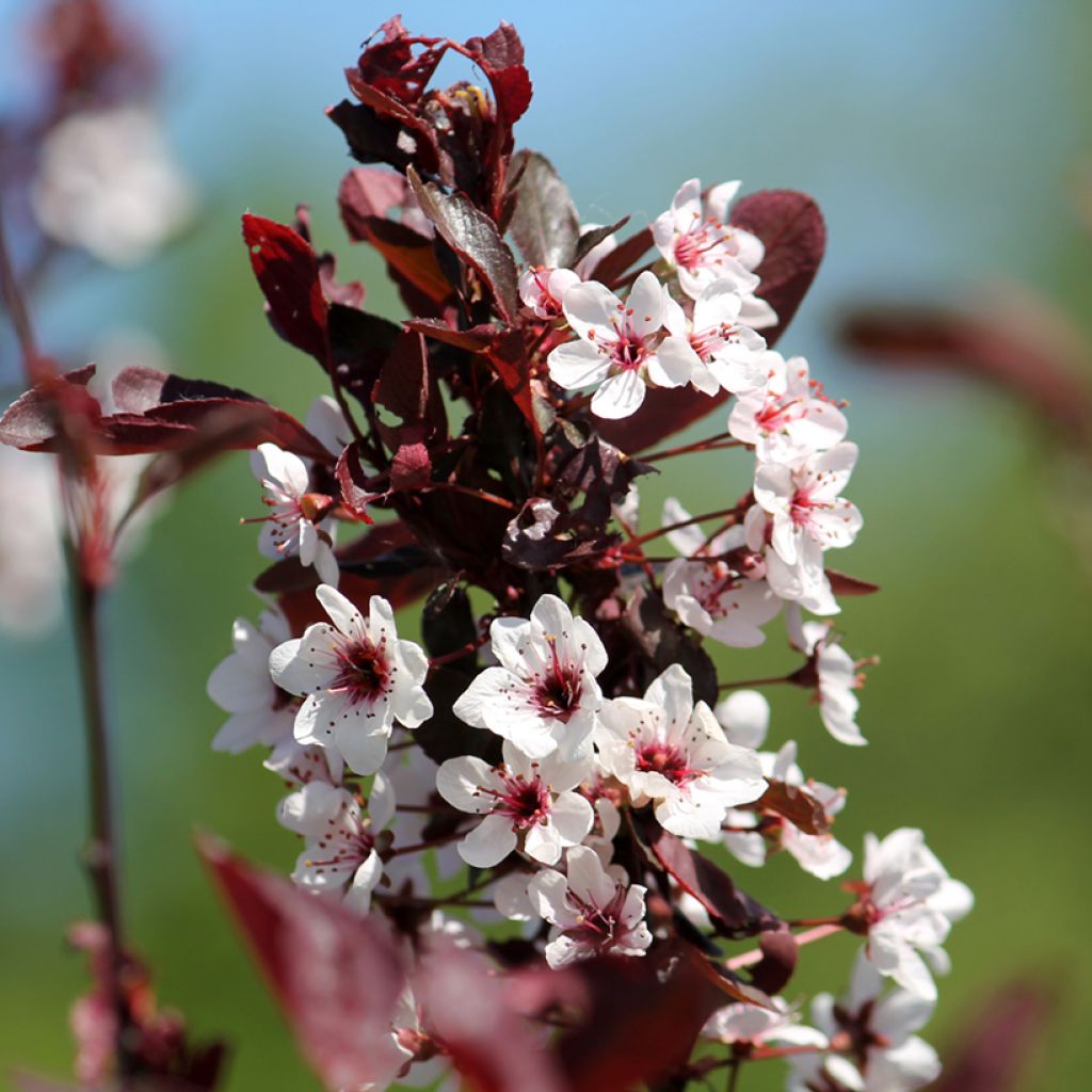 Prunus cistena - Cerezo de arena hoja púrpura