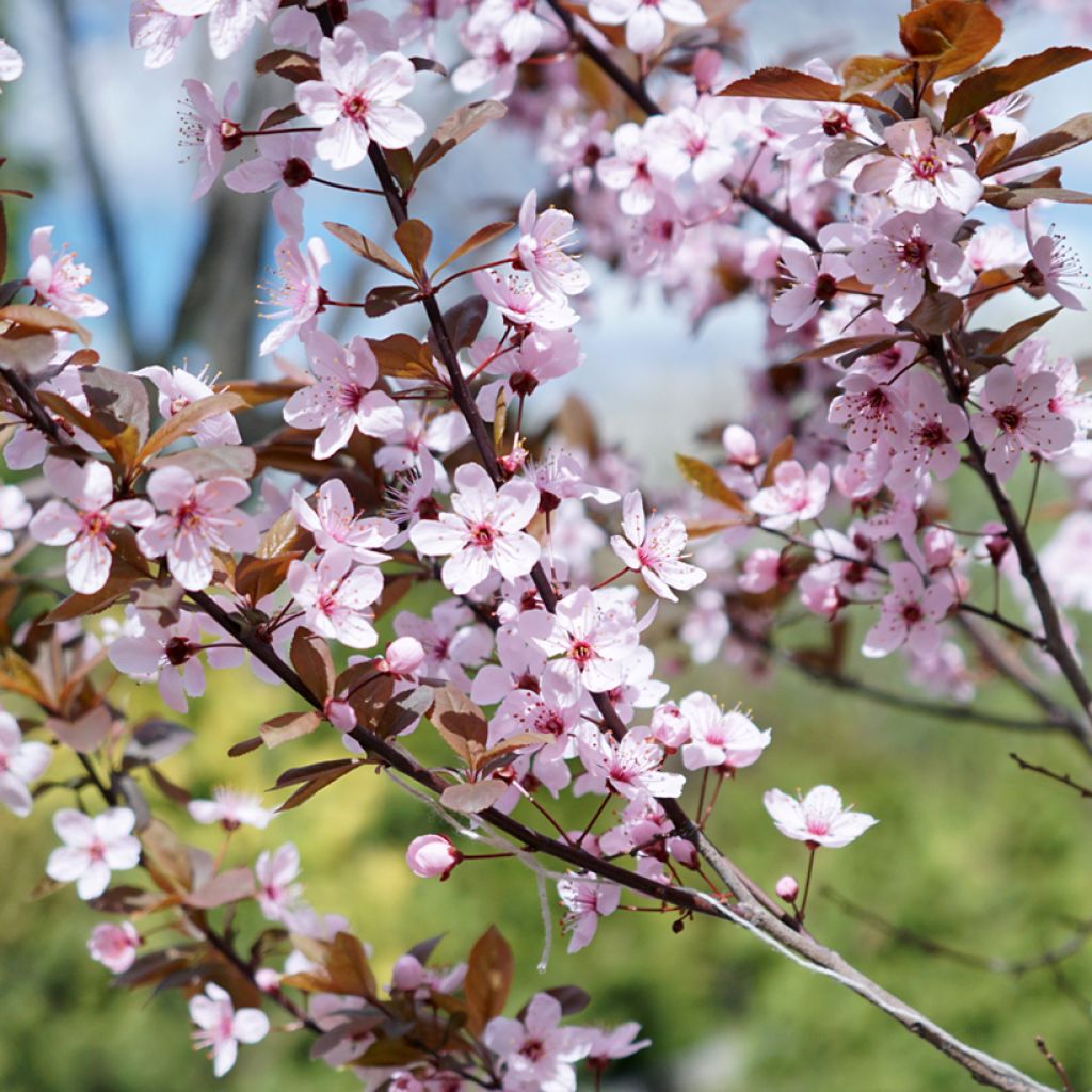 Prunus cistena - Cerezo de arena hoja púrpura