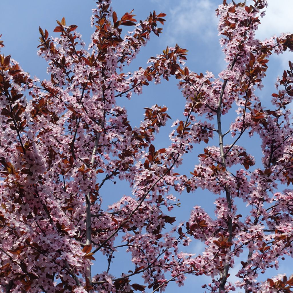 Prunus cistena - Cerezo de arena hoja púrpura