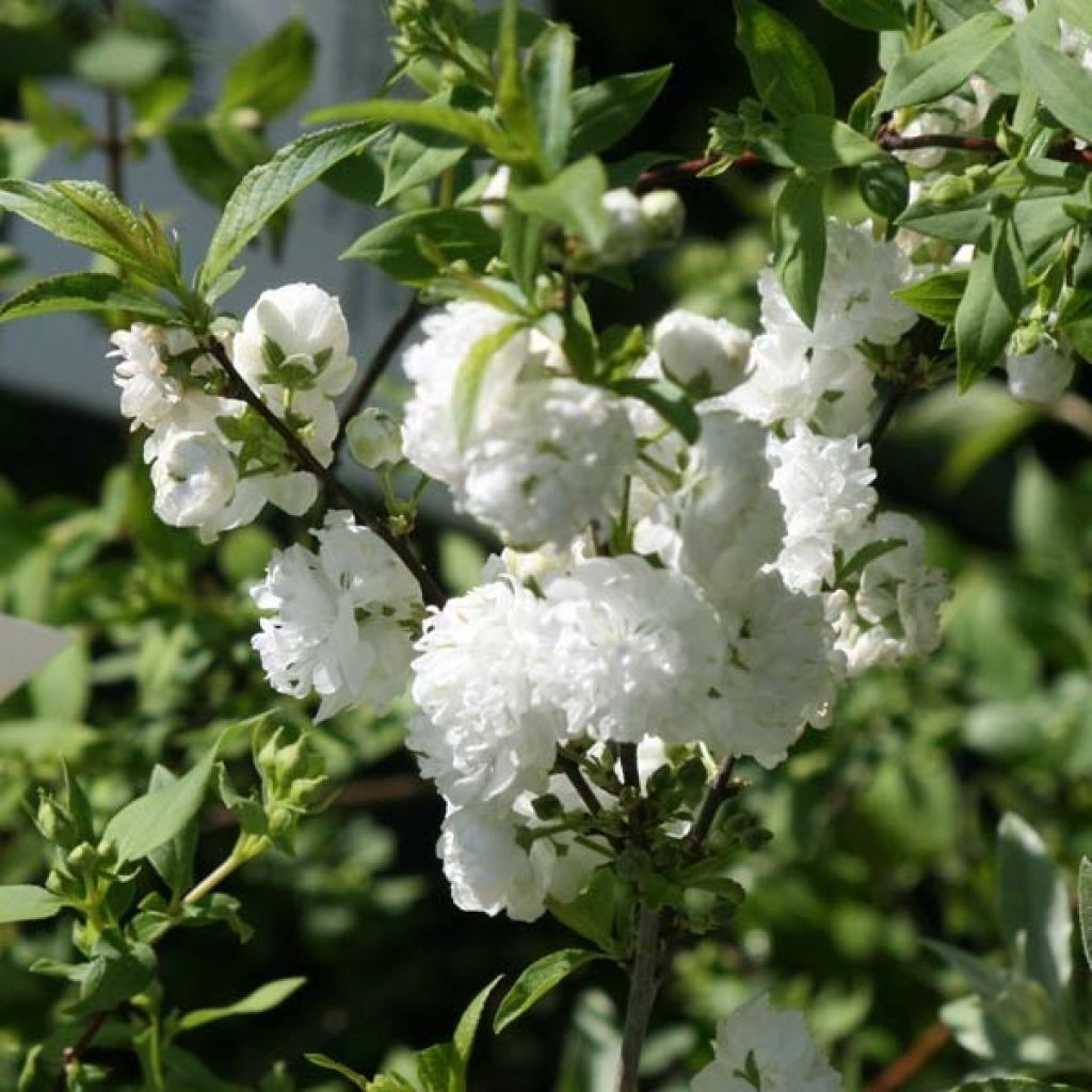 Cerisier à fleur, Prunus glandulosa Alba Plena