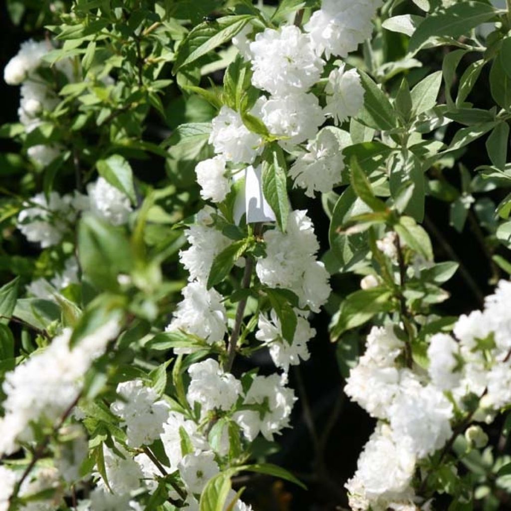 Prunus glandulosa Alba Plena