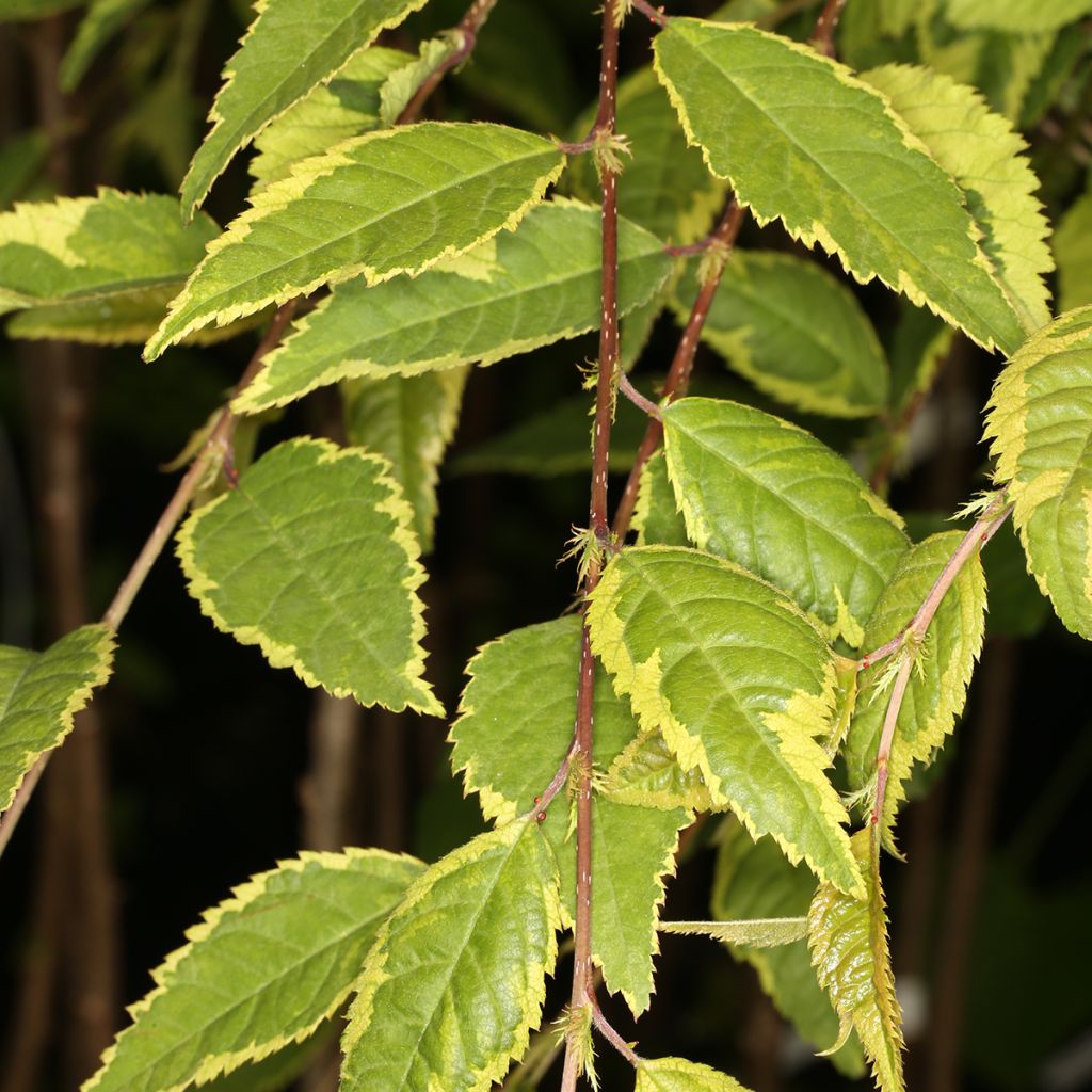 Cerezo enano Japonés Frilly Frock - Prunus incisa