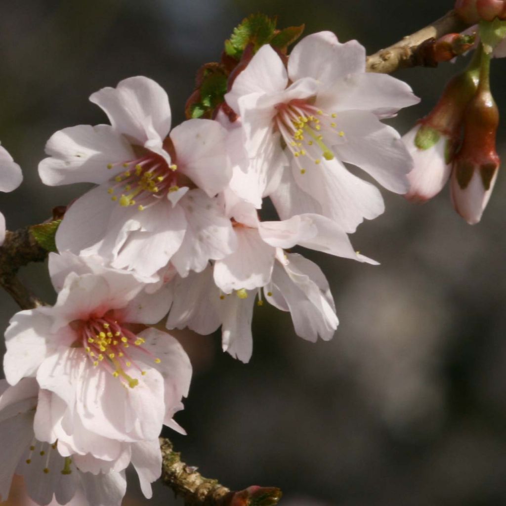 Cerezo enano Japonés Mikinori - Prunus incisa