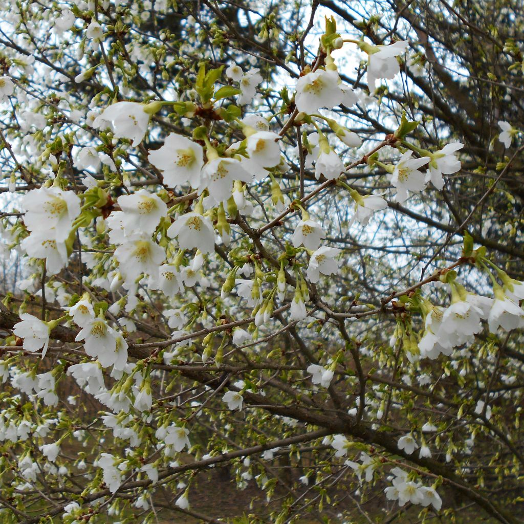 Cerezo enano Japonés Yamadei - Prunus incisa