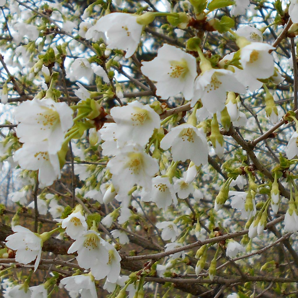 Cerezo enano Japonés Yamadei - Prunus incisa