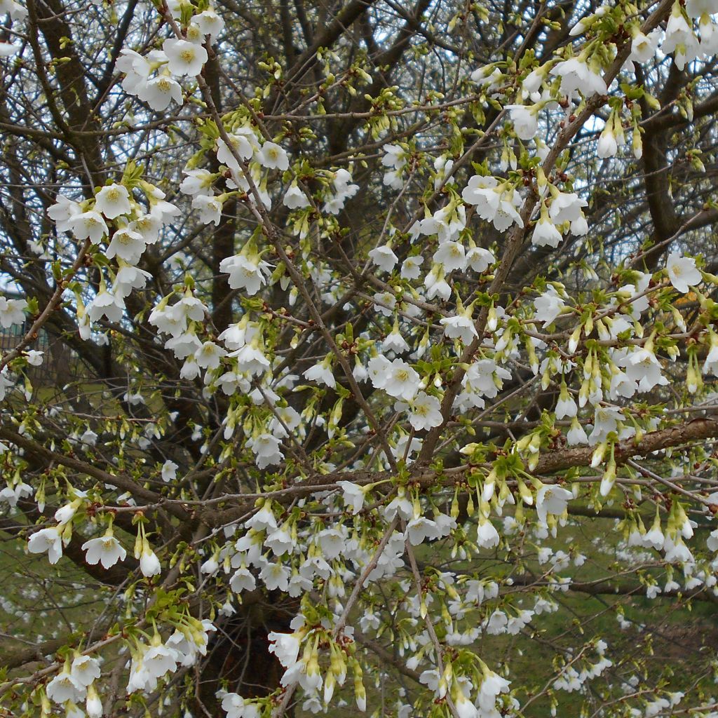 Cerezo enano Japonés Yamadei - Prunus incisa