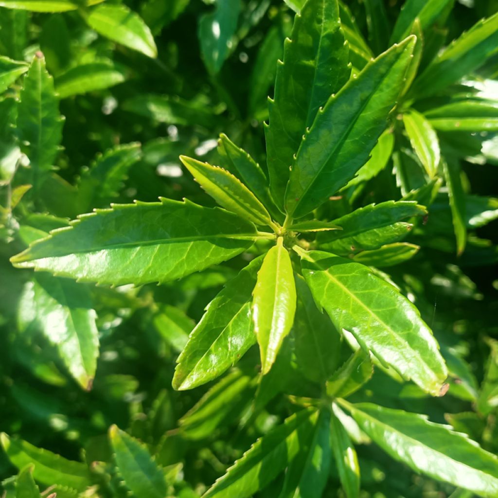 Laurel cerezo Sofia - Prunus laurocerasus