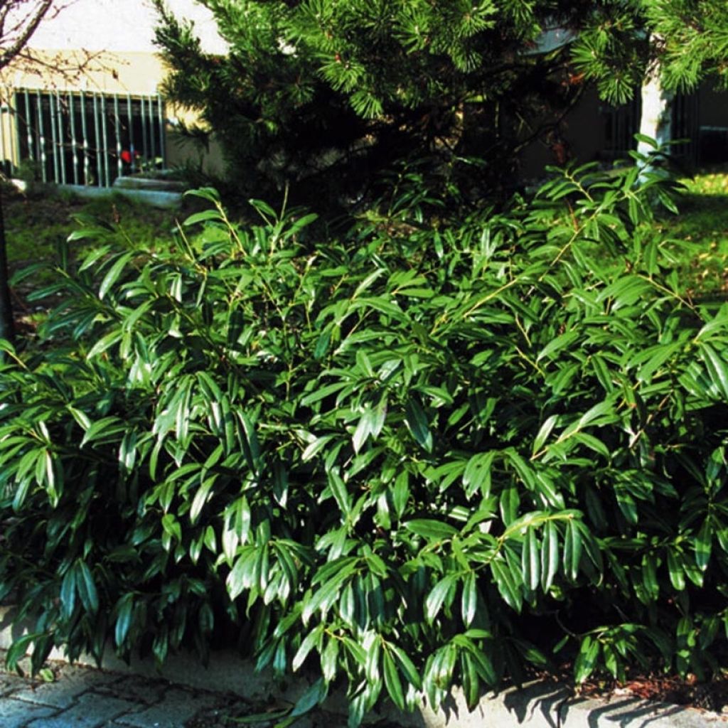 Laurier Cerise Zabeliana, Prunus laurocerasus Zabeliana