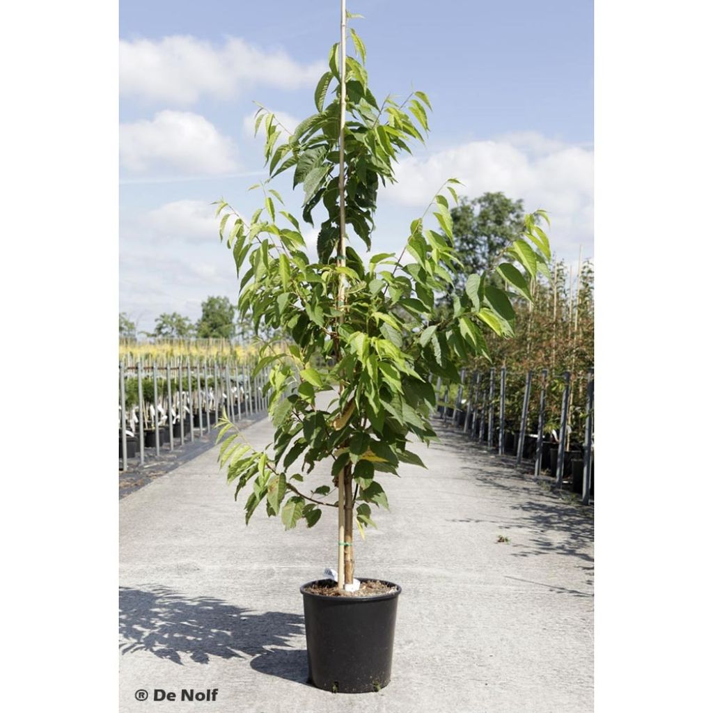 Prunus maackii Amber Beauty - Cerisier de Mandchourie