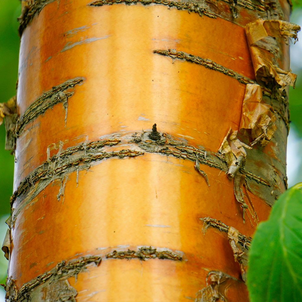 Prunus maackii Amber Beauty - Cerezo de Manchuria