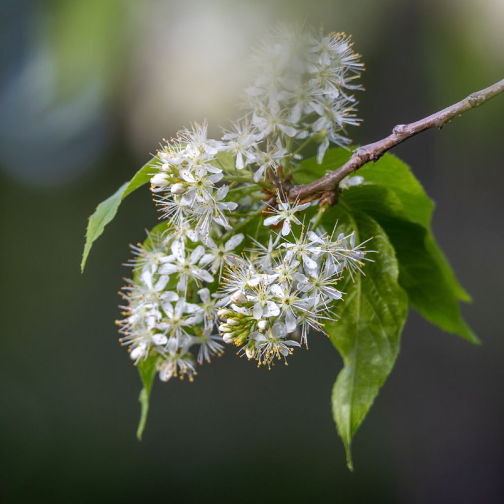 Prunus maackii Amber Beauty - Cerezo de Manchuria