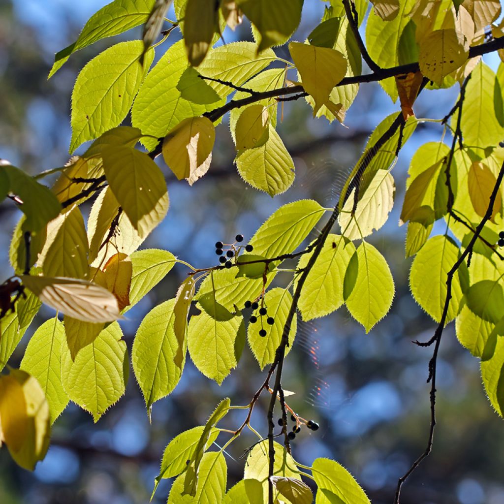 Prunus maackii Amber Beauty - Cerezo de Manchuria