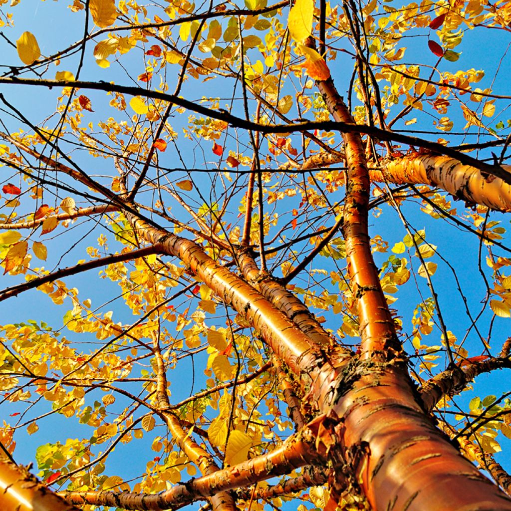 Prunus maackii Amber Beauty - Cerezo de Manchuria