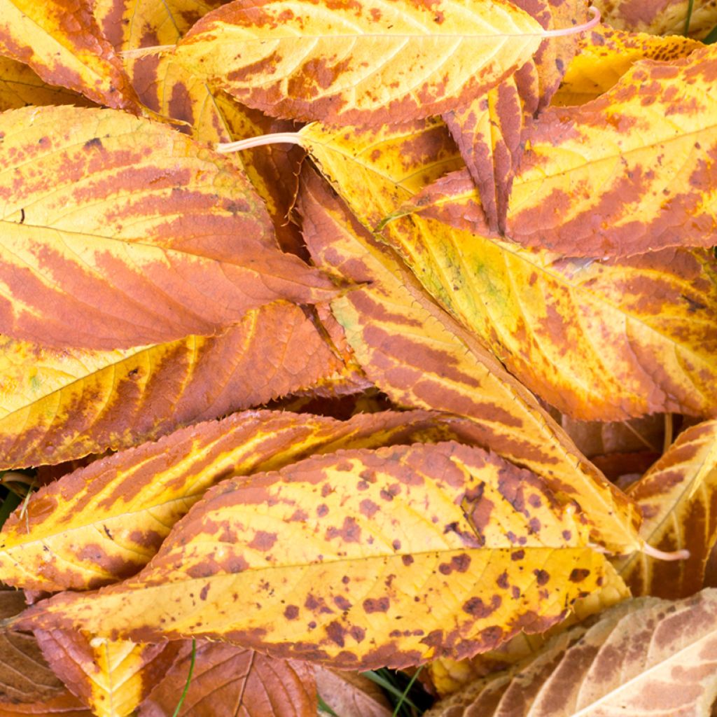 Prunus maackii Amber Beauty - Cerezo de Manchuria