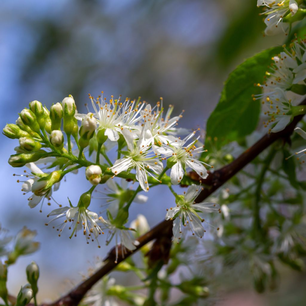 Prunus maackii Amber Beauty - Cerezo de Manchuria