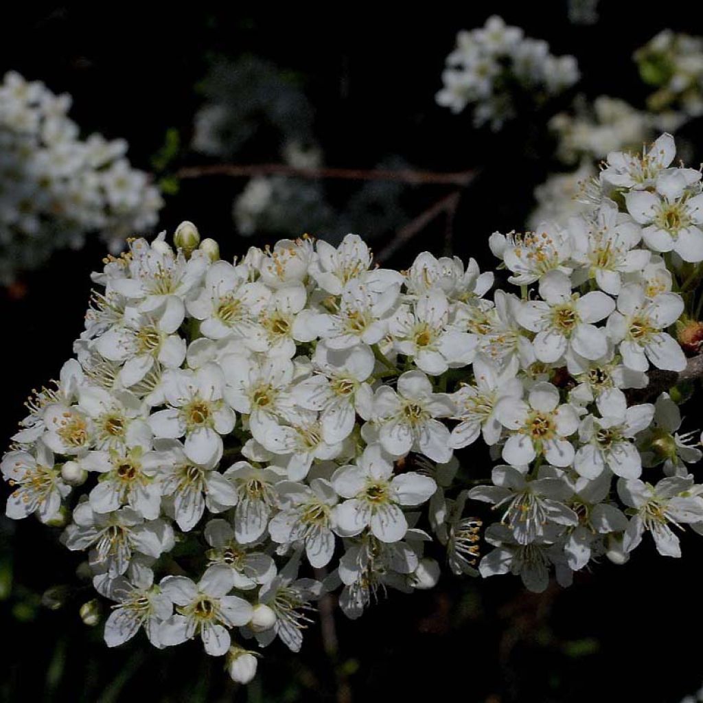 Prunus mahaleb - Cerezo de Santa Lucía