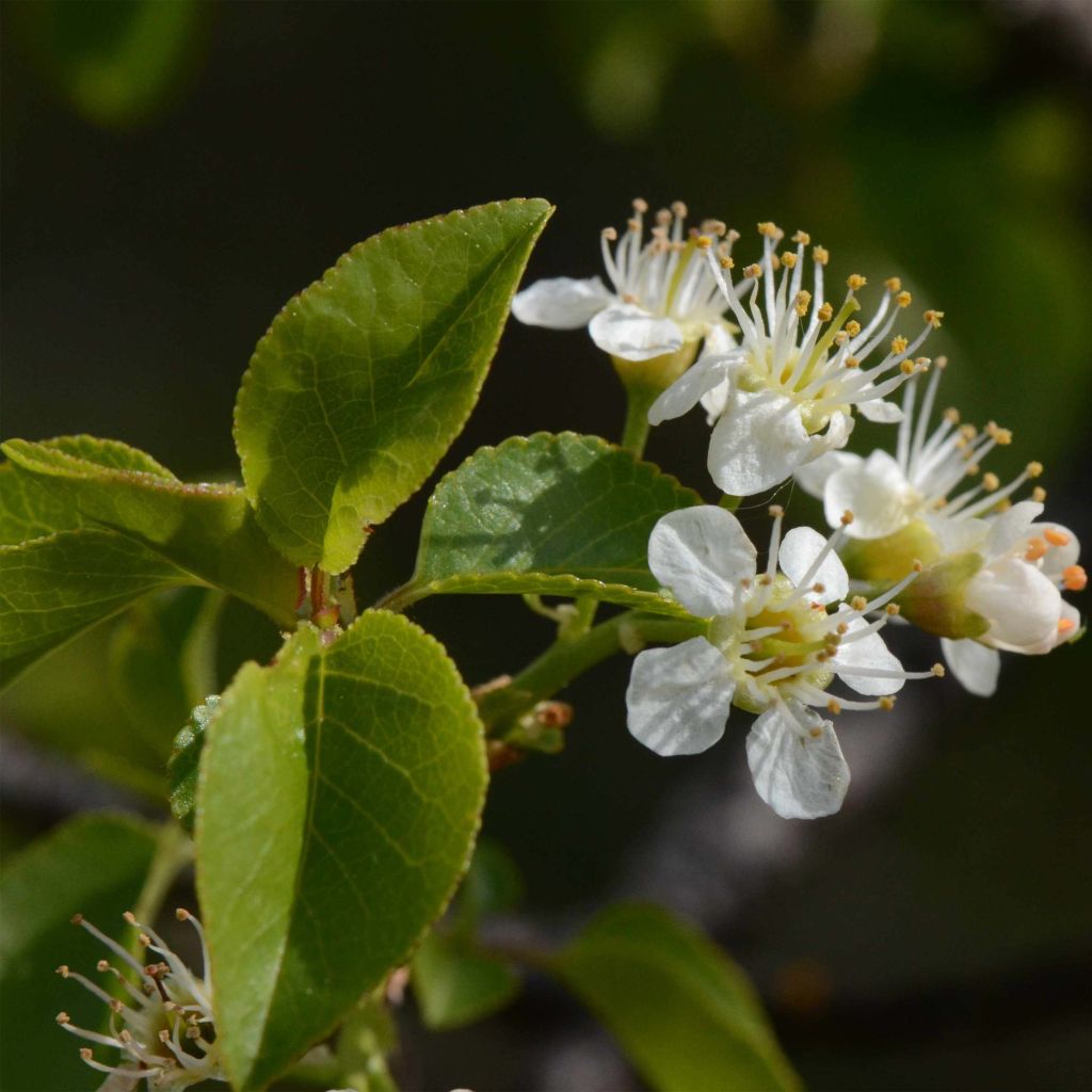 Prunus mahaleb - Cerezo de Santa Lucía