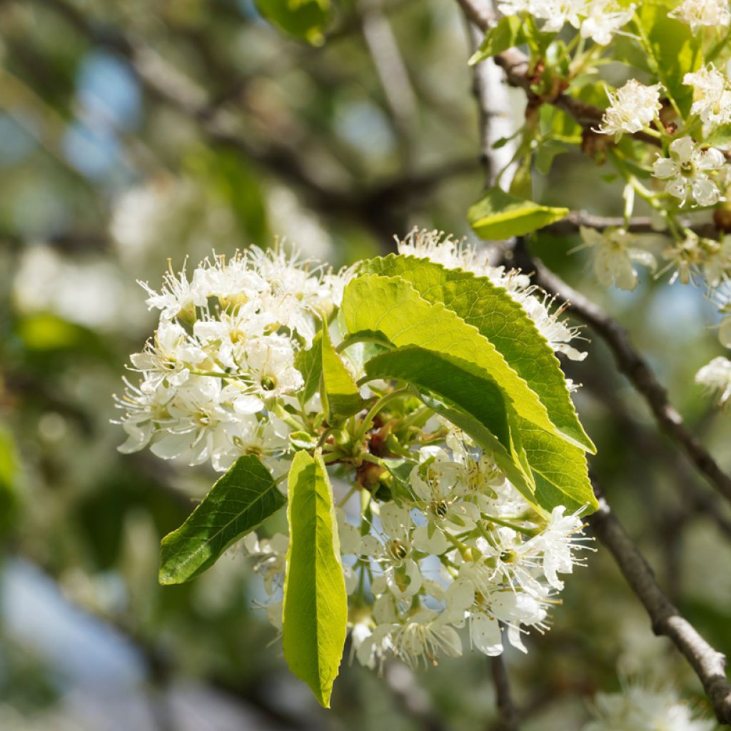 Prunus mahaleb - Cerezo de Santa Lucía