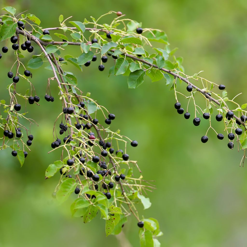 Prunus mahaleb - Cerezo de Santa Lucía